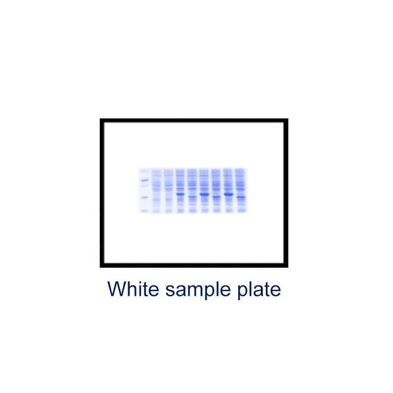 biobase/2587-202209241026339805.jpg