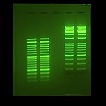 Clear green bands